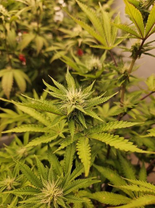 Geist Grow – Geist Grow OG S1. Week 11