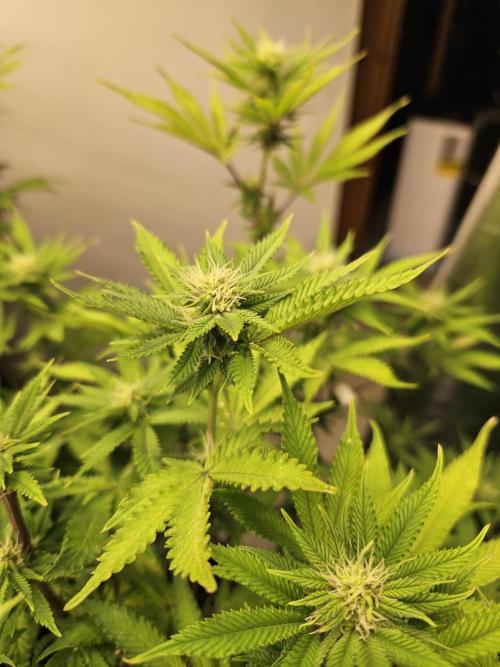 Geist Grow – Geist Grow OG S1. Week 11