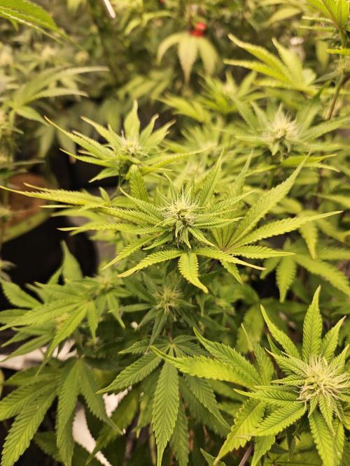 Geist Grow – Geist Grow OG S1. Week 11