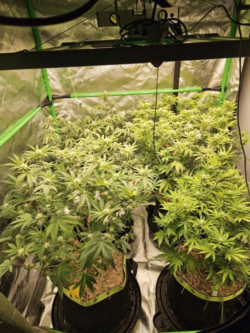 Zoapz 34 - HnnyHmp. Week 11
