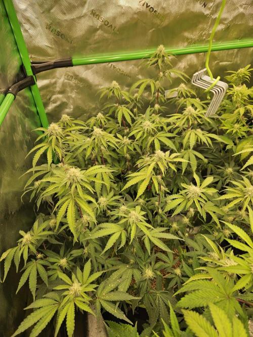 Zoapz 34 - HnnyHmp. Week 11