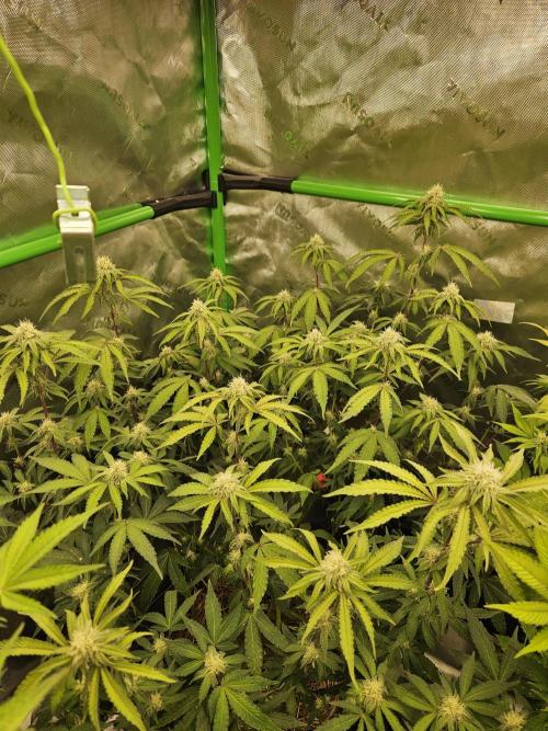 Zoapz 34 - HnnyHmp. Week 11