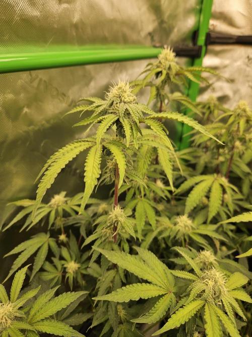Zoapz 34 - HnnyHmp. Week 11