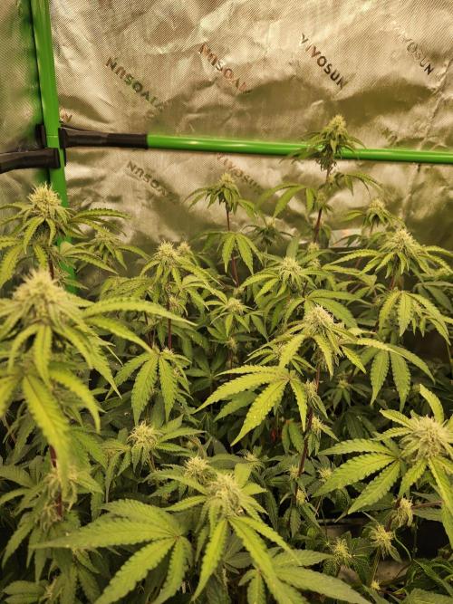 Zoapz 34 - HnnyHmp. Week 11