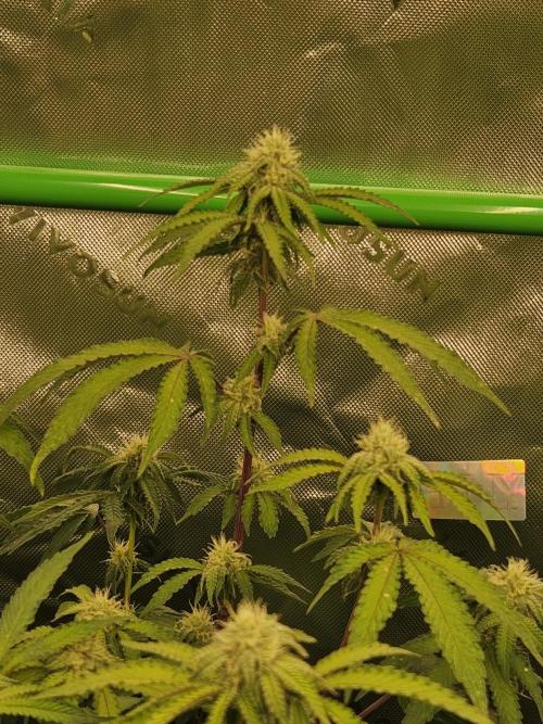 Zoapz 34 - HnnyHmp. Week 11