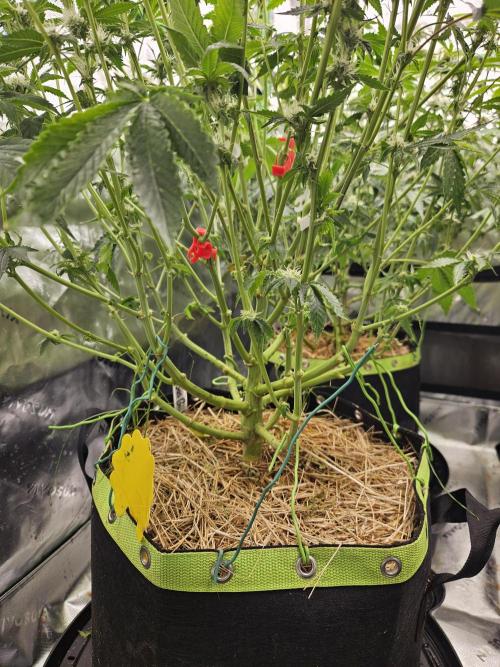 Gas Gimlet - Wizard Trees #3. Week 11
