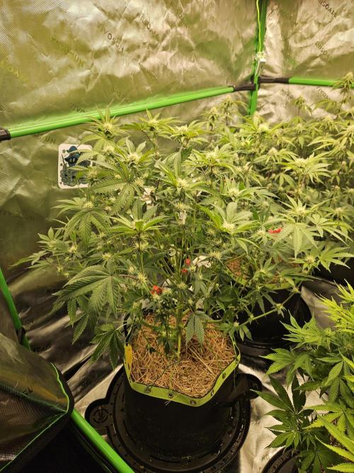 Gas Gimlet - Wizard Trees #3. Week 11