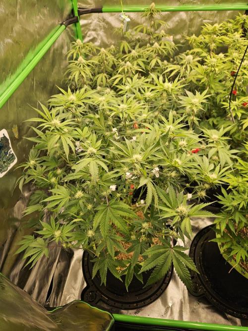 Gas Gimlet - Wizard Trees #3. Week 11