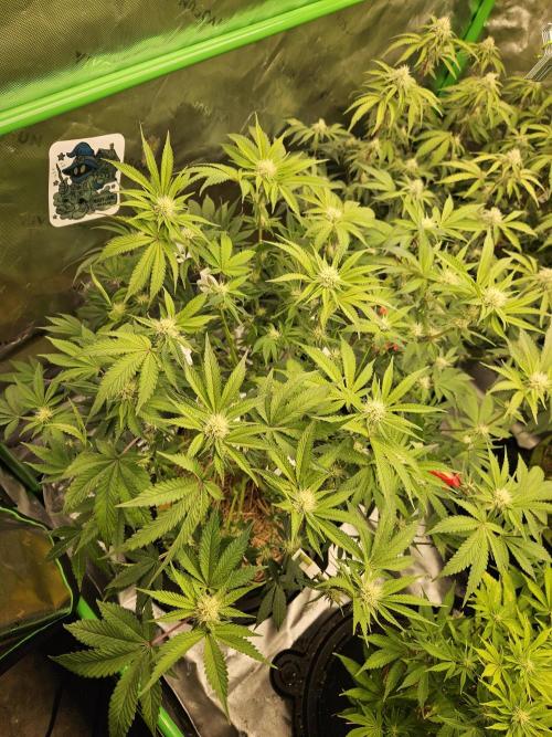 Gas Gimlet - Wizard Trees #3. Week 11