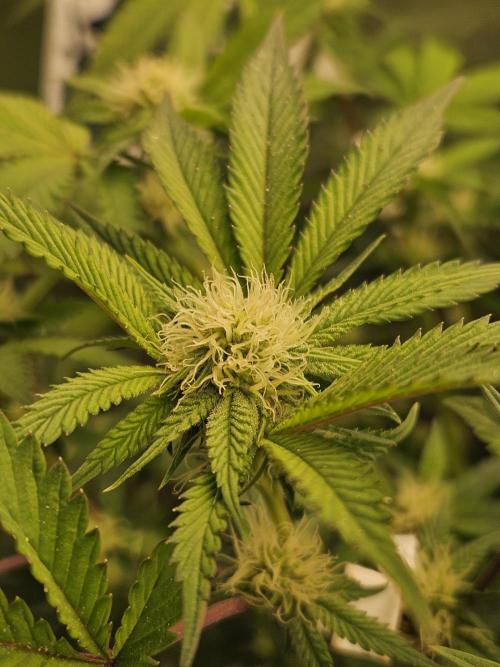 Gas Gimlet - Wizard Trees #3. Week 11