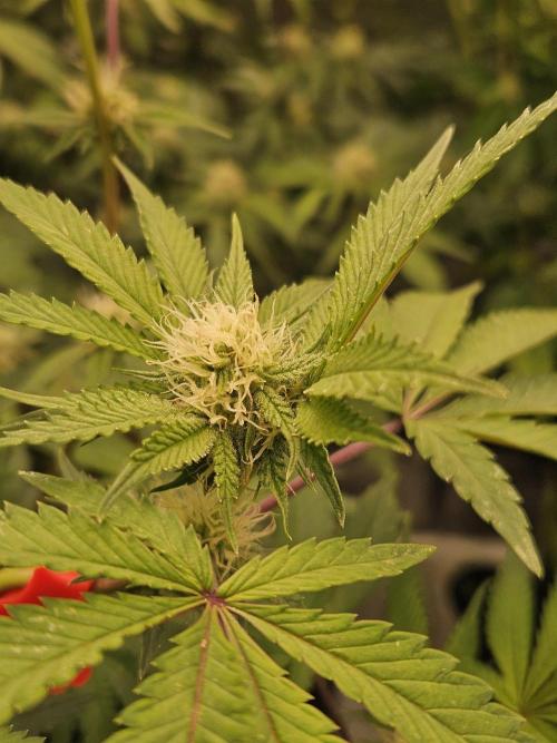 Gas Gimlet - Wizard Trees #3. Week 11