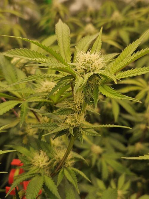 Gas Gimlet - Wizard Trees #3. Week 11