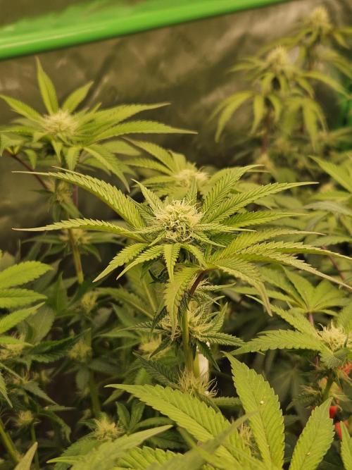 Gas Gimlet - Wizard Trees #3. Week 11