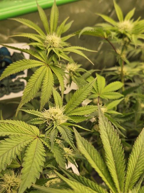 Gas Gimlet - Wizard Trees #3. Week 11