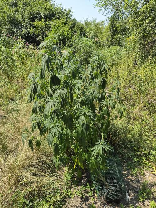 Forbidden Runtz Guerilla Grow. Week 17