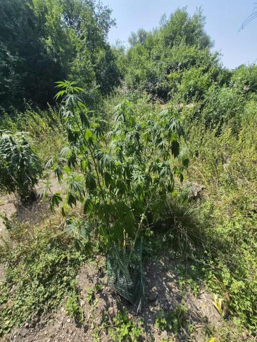 Forbidden Runtz Guerilla Grow. Week 17
