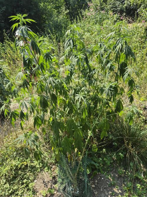 Forbidden Runtz Guerilla Grow. Week 17
