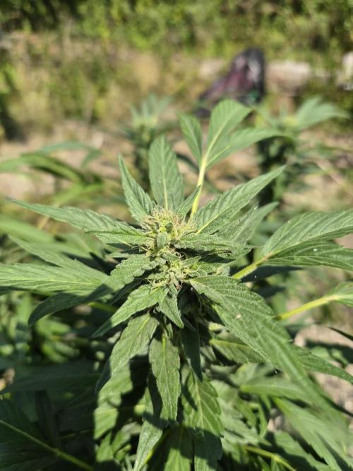 Strawberry Guawa - Guerilla Grow. Week 17