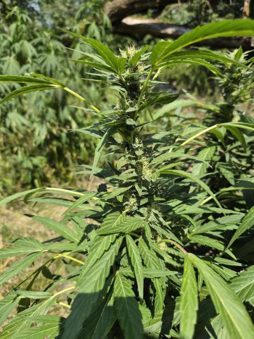 Strawberry Guawa - Guerilla Grow. Week 17