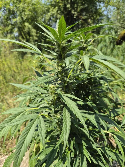 Strawberry Guawa - Guerilla Grow. Week 17