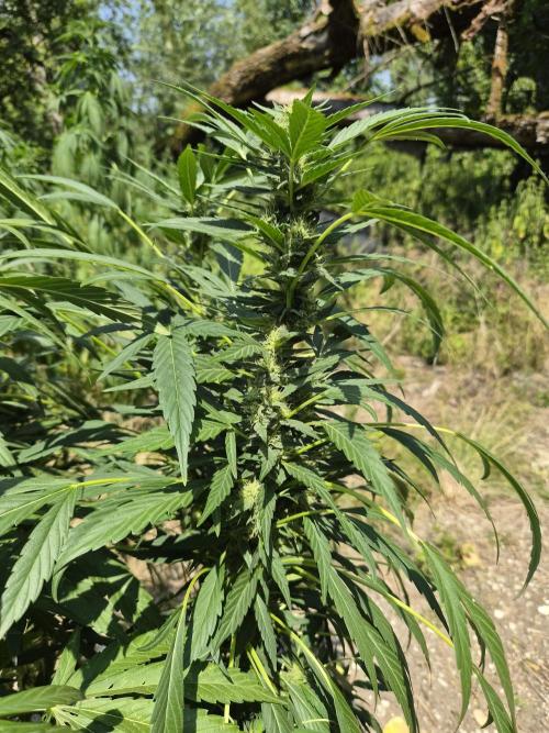 Strawberry Guawa - Guerilla Grow. Week 17