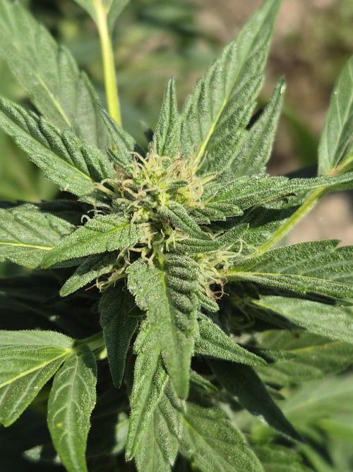Strawberry Guawa - Guerilla Grow. Week 17