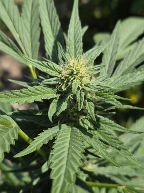 Strawberry Guawa - Guerilla Grow. Week 17