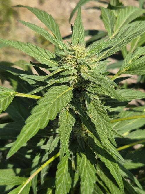 Strawberry Guawa - Guerilla Grow. Week 17