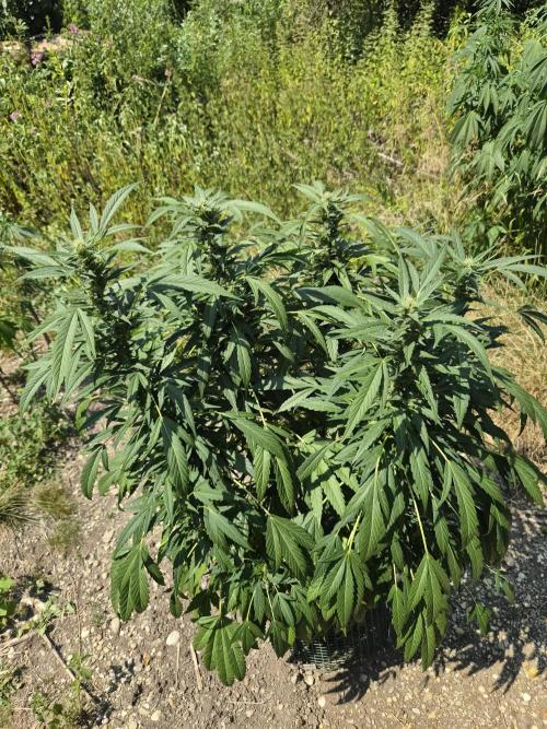 Strawberry Guawa - Guerilla Grow. Week 17