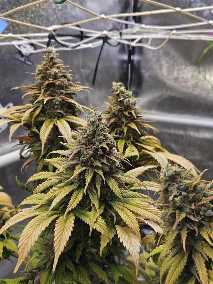 Cherry Dream - Kannabia - Winter Grow. Week 18