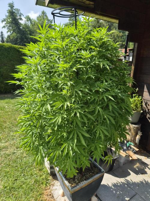 Slushberry Mintz - Outdoor vs Indoor. Week 17