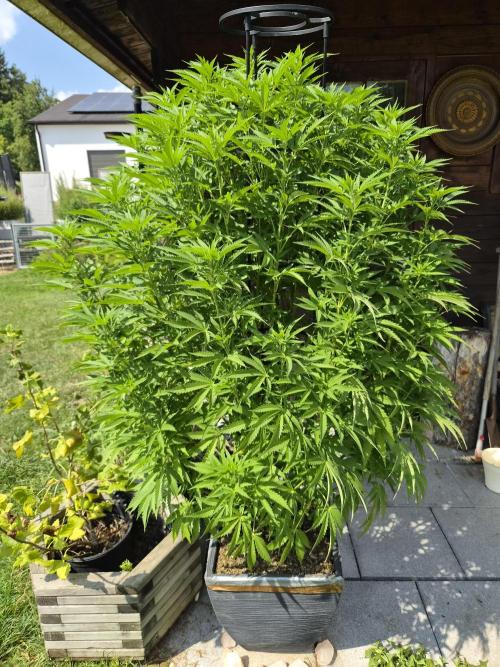 Slushberry Mintz - Outdoor vs Indoor. Week 17