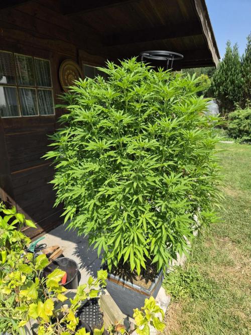 Slushberry Mintz - Outdoor vs Indoor. Week 17