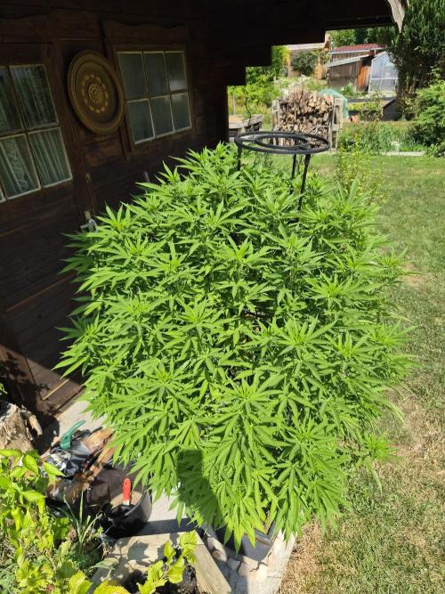 Slushberry Mintz - Outdoor vs Indoor. Week 17