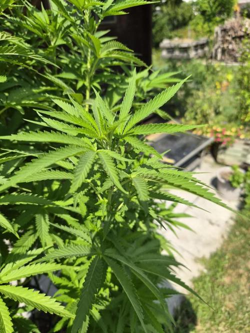 Slushberry Mintz - Outdoor vs Indoor. Week 17