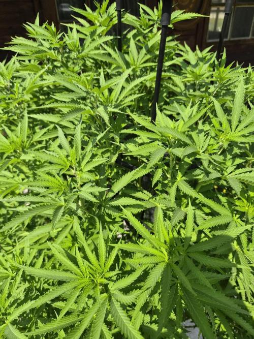 Slushberry Mintz - Outdoor vs Indoor. Week 17