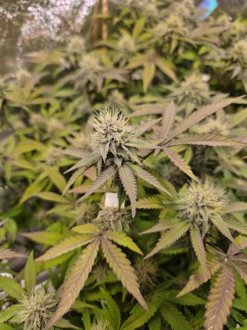 Slushberry Mintz - Outdoor vs Indoor. Week 17