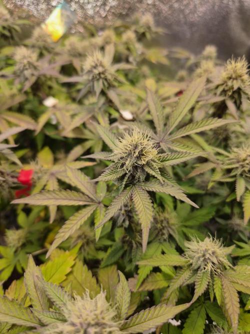 Slushberry Mintz - Outdoor vs Indoor. Week 17