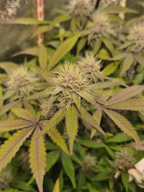 Slushberry Mintz - Outdoor vs Indoor. Week 17