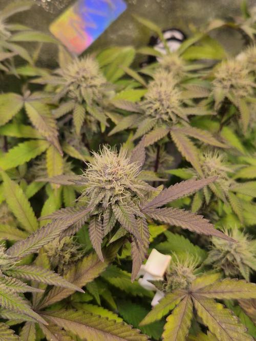 Slushberry Mintz - Outdoor vs Indoor. Week 17