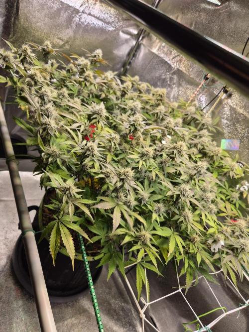 Slushberry Mintz - Outdoor vs Indoor. Week 17