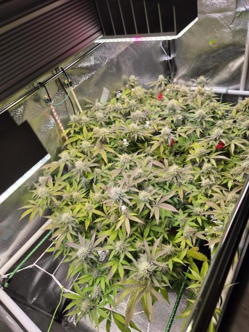 Slushberry Mintz - Outdoor vs Indoor. Week 17