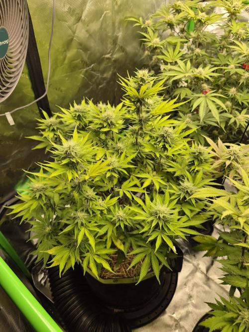 Geist Grow – Geist Grow OG S1. Week 12
