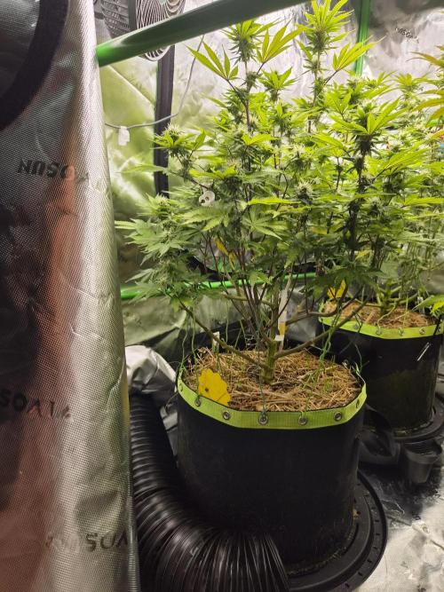 Geist Grow – Geist Grow OG S1. Week 12