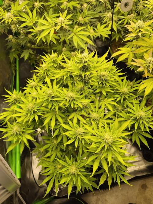 Geist Grow – Geist Grow OG S1. Week 12