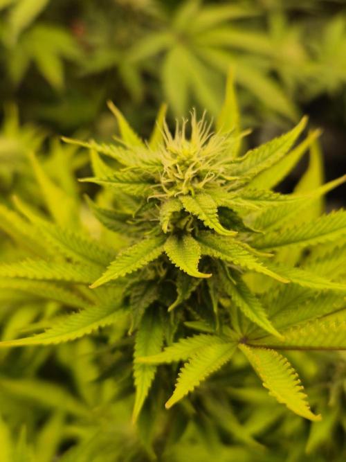 Geist Grow – Geist Grow OG S1. Week 12