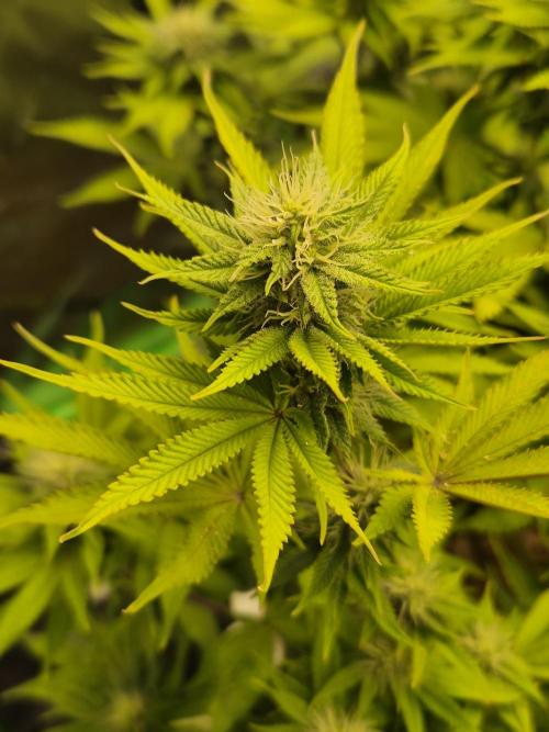 Geist Grow – Geist Grow OG S1. Week 12