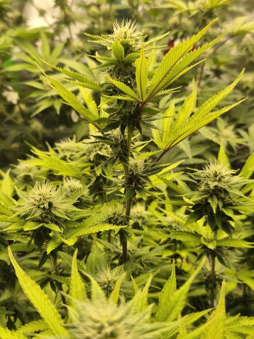 Geist Grow – Geist Grow OG S1. Week 12