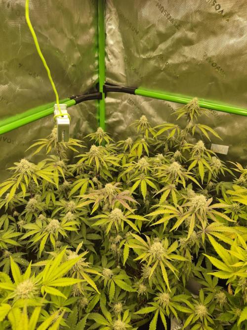 Zoapz 34 - HnnyHmp. Week 12