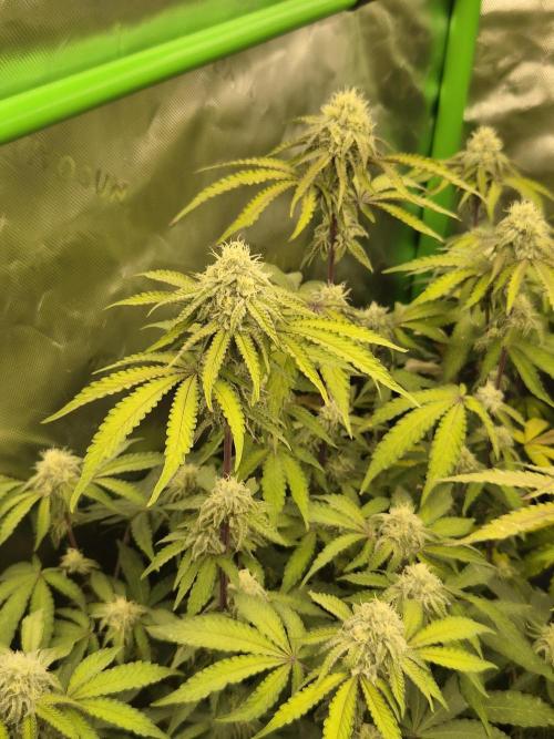 Zoapz 34 - HnnyHmp. Week 12